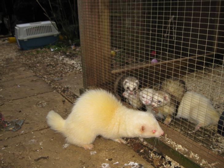 Arr Fur Daily saying Hello to some of the ladies 